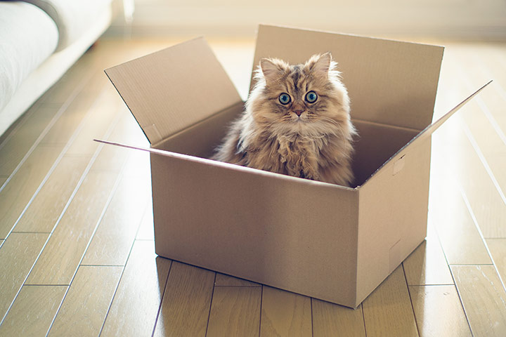 Animal Magic: Cat in a box