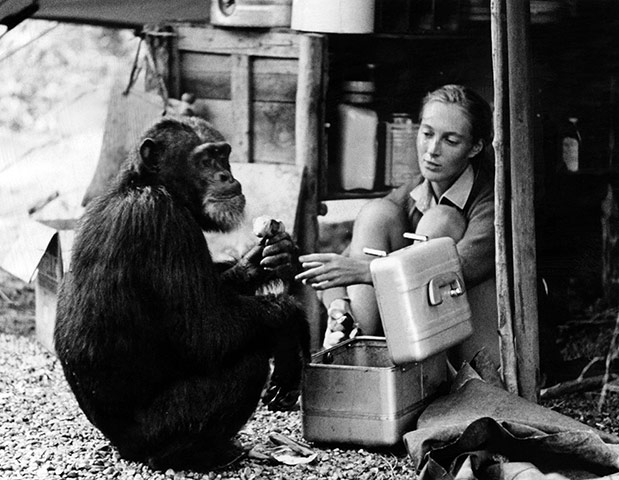Animal Magic: jane goodall’s chimpanzees