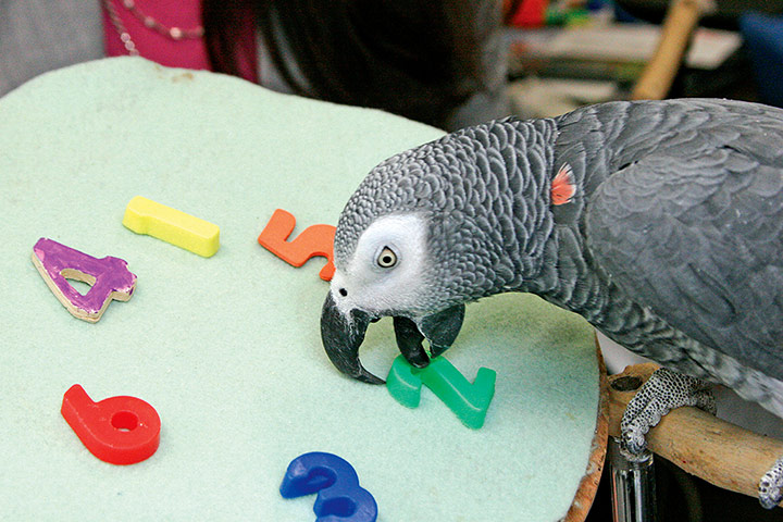 Animal Magic: Alex The African Grey parrott