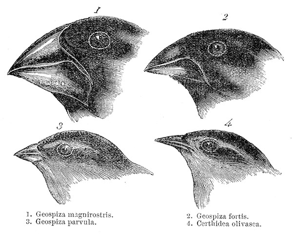Animal Magic: Four or the species of finch observed by Darwin on the Galapagos Islands.