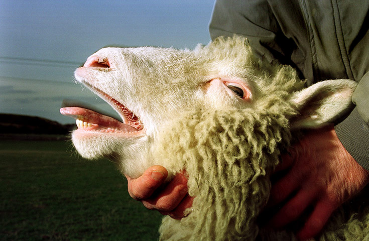 Animal Magic: Dolly Sheep