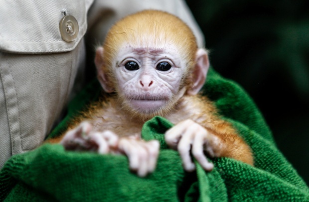 A zookeeper handles a week-old newborn baby Langur