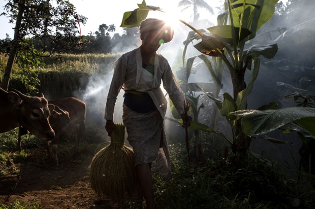 A farmer carries paddy stalks to be dried in the sun in Jatiluwih, Bali