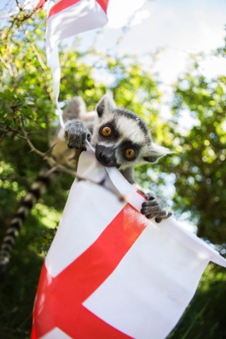 The Madagascan Lemur is supporting England tonight