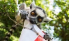 A ring-tailed lemur with a St George's flag at a Woburn Safari Park in Bedfordshire