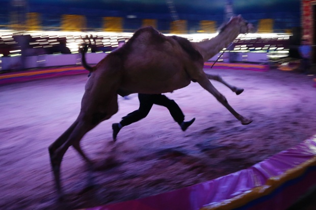 A performer running with a dromedary during an open training event for the media at Fuentes Boys Circus in Mexico City. Circus workers are worried in Mexico after the capital's local government passed a law prohibiting the use of circus animals.