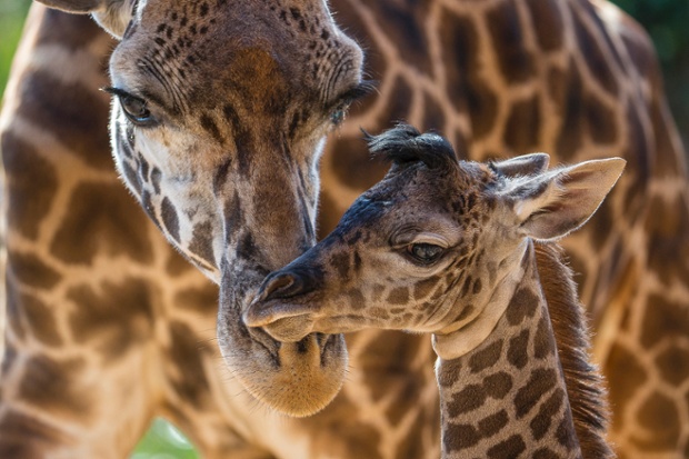 Harriet, a Masai giraffe, with her four-day-old calf at the San Diego Zoo, California. The male calf was born on June 16, standing 6 feet 2 inches tall and weighing 146lbs. This is Harriet's second calf.
