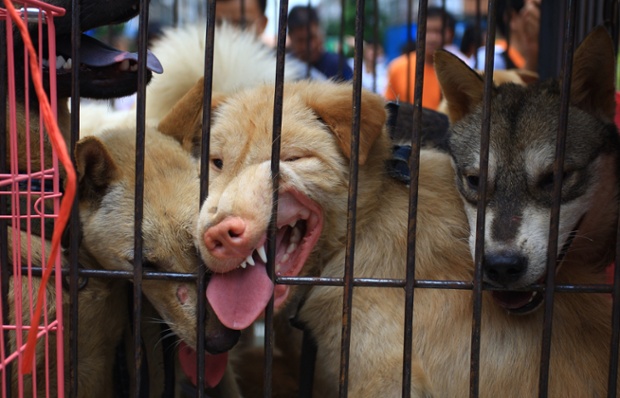 How much is that doggie? Dogs on sale are at a market in Yulin, in south China's Guangxi region. Animal protection activists have targeted the Chinese city which holds an annual dog-meat festival, a campaigner said, as state-run media reported that protests had decreased demand for the product.