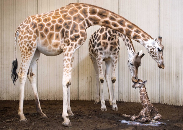 Giraffe Eura licks at her newborn calf at the GaiaZOO in Kerkrade, the Netherlands.