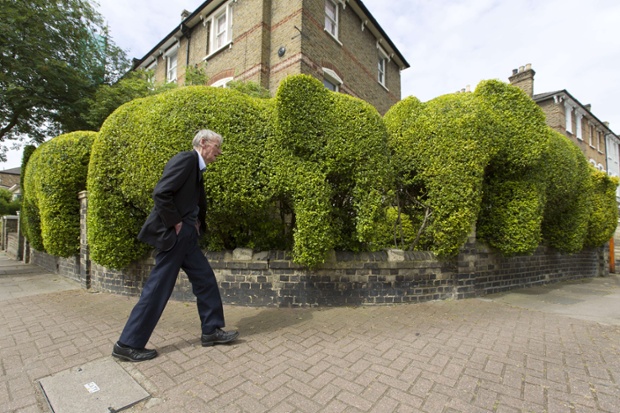On safari in north London: A topiary hedge has been crafted into a family of elephants outside a house in north London to raise money for the charity Hft, which supports people with learning disabilities and their families.