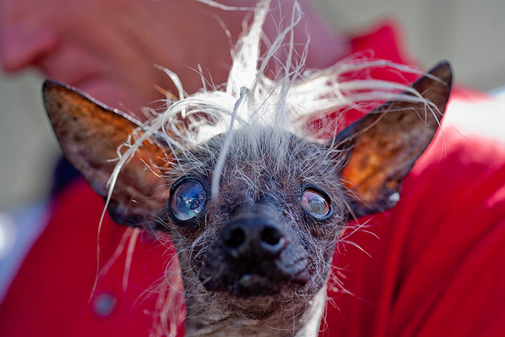 20 photos: 2014 World's Ugliest Dog Contest