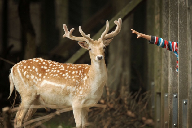 A child reaches out to touch a fallow deer in an enclosure at the zoo in Wiesbaden, southern Germany