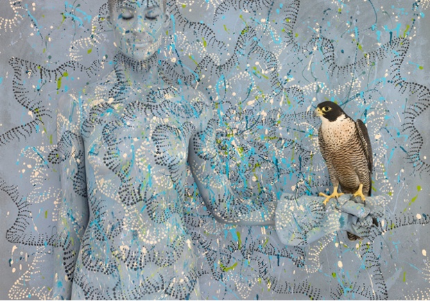 Peregrine Falcon from Emma Hack's 'Birds of a Feather' collection