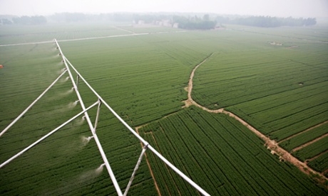 Farmers used helicopter to insecticide and fertilize wheat crops in Henan province, China.