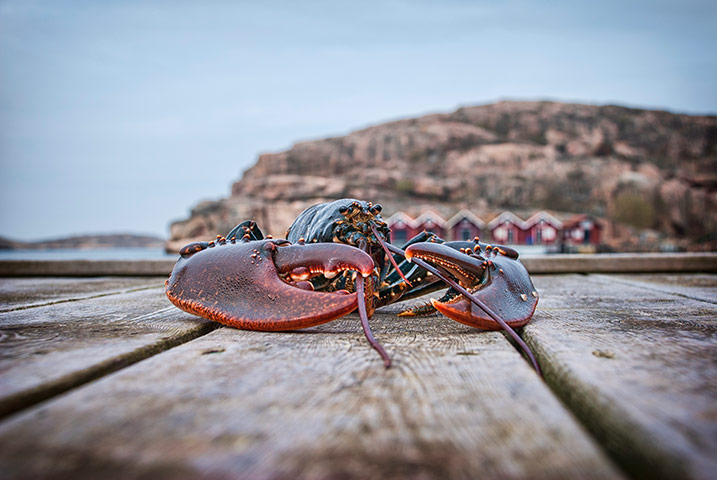 Visit west Sweden: Visit west Sweden: Big lobster on a wooden jetty, Swedish west coast.