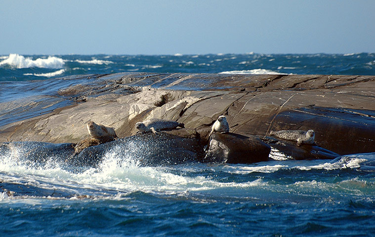 Visit west Sweden: Visit west Sweden: seals in Kosterhavets Nationalpark