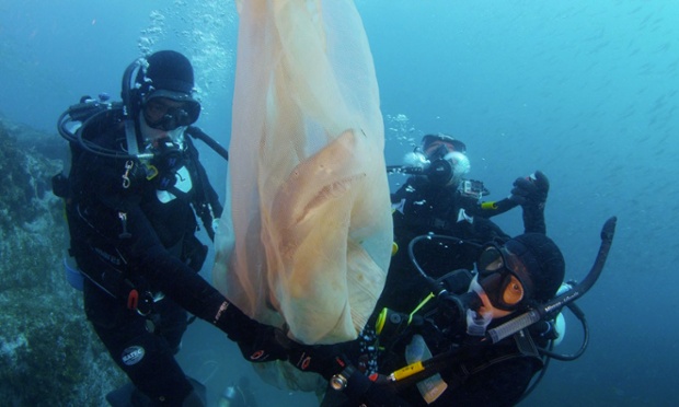 Sea Life staff rescuing an endangered Grey Nurse Shark in Sydney, Australia