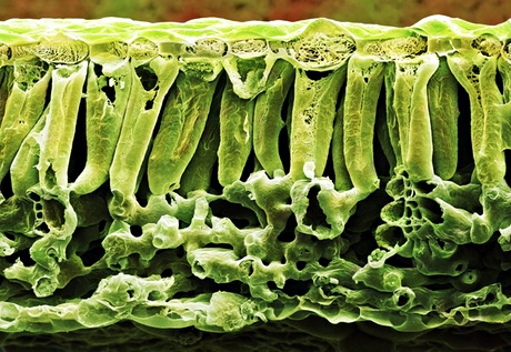 Plants use quantum theory to harvest energy from the sun.