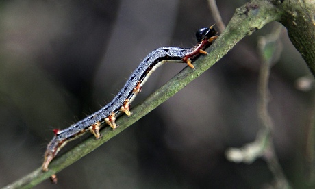 Caterpillar attack in Liberia