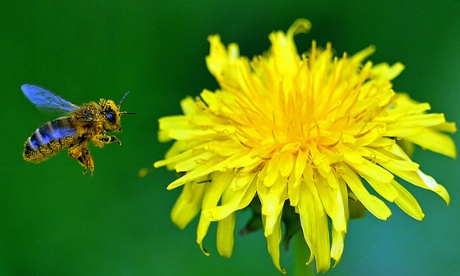 A report released this week likened the decline of pollinators caused by neonicontinoids to the ecosystem degradation from DDT in Rachel Carson's Silent Spring.