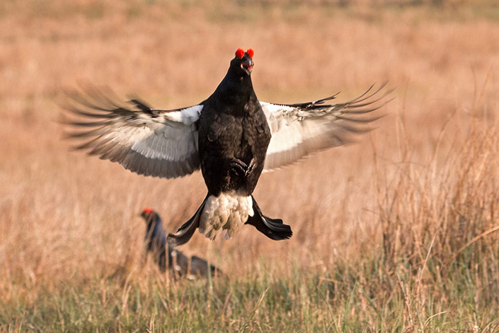 Your pictures: Grouse doing a mating dance