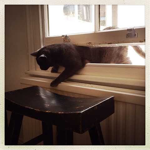 Your pictures: Cat climbing through a window