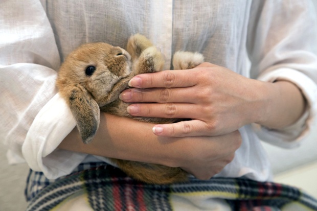 Alternative therapy #1: Cuddle a bunny at Tokyo's Rabbit Cafe. Forget cat cafes, the latest hot trend in Japan is bunny cafes. At the cafe, which opened in 2011 (the year of the rabbit according to the Chinese Zodiac), customers are able to play with the resident rabbits.