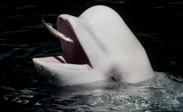 Beluga whale Aurora catches a fish thrown by a trainer while being fed at the Vancouver Aquarium, Canada.
