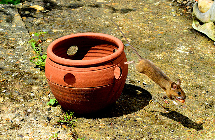 Your Pictures: Mouse jumping off flower pot