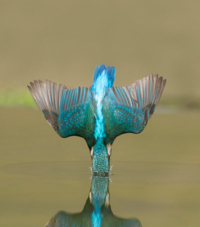 Your Pictures: Kingfisher diving