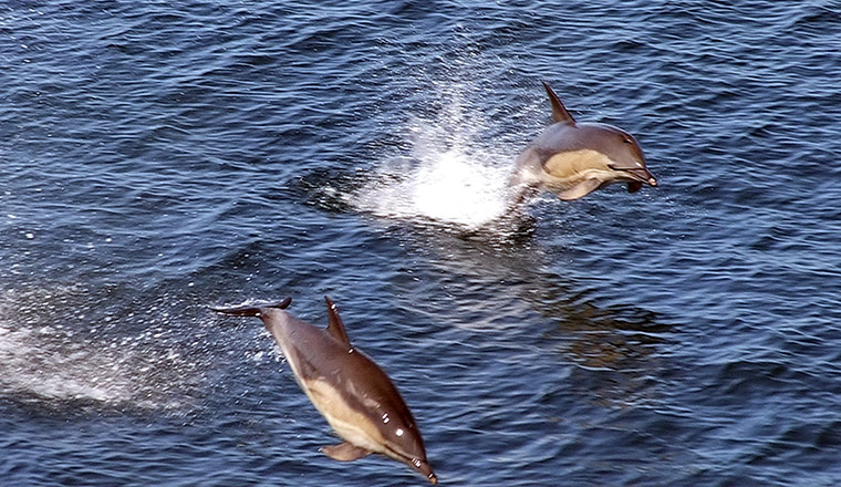Your Pictures: Dolphins jumping in water