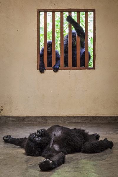 20 Photos: The Gorilla Doctors Of The Democratic Republic of Congo