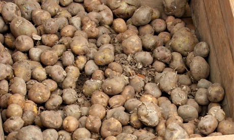 Ayrshire new potatoes on display in a barrow at a greengrocer's shop in Perthshire, Scotland