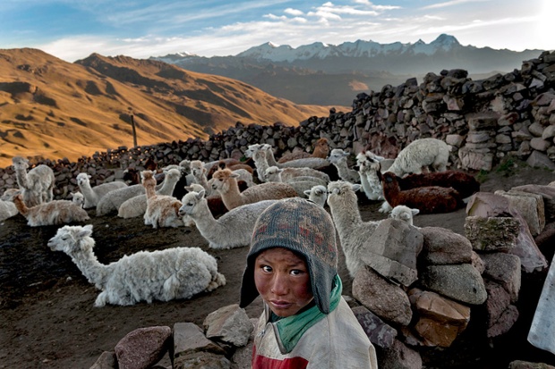 Alvaro Kalancha Quispe, aged 9, releases alpacas and llamas to graze before school,  and rounds them up in the evening. He lives inthe Akamani mountain range of Bolivia, 13,000 feet above sea level, where the homes have no insulation, no electricity, and no beds.