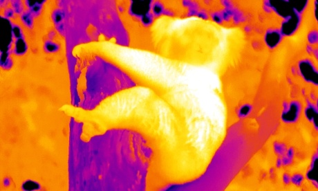 koala heatwave
