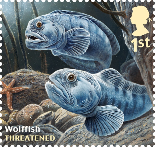 Undated handout photo issued by Royal Mail from their Sustainable Fish Special Stamps issue showing Wolffish.