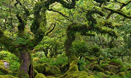 Wistman's Wood: the most beautiful lichen in Britain.