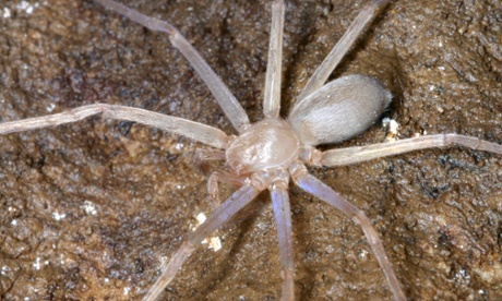Embargoed to 1801 Wednesday June 4 Undated handout photo issued by WWF-UK of Blind huntsman spider which is amongst hundreds of new species found by scientists in the Greater Mekong region.