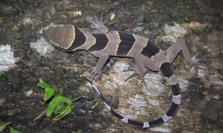 Zebra-striped lizard