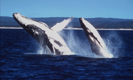 A mother humpback whale teaches her calf how to breach in waters off Cape Byron, north of Sydney