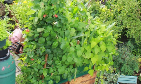 Vertical veg man's homegrown salad