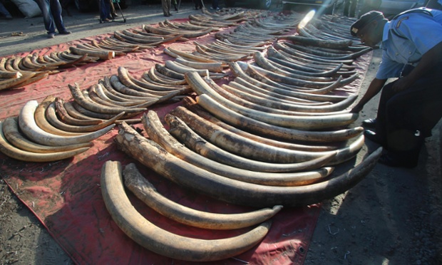 228 seized elephant tusks displayed on the ground by police in Tudor estate in the port city Mombasa, Kenya.