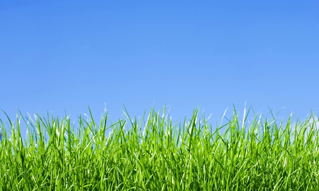 Grass, low angle against blue sky