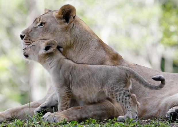 Lots of ahhh in this photograph of mother and child as a lion cub nuzzles up to its mum in Zoo Miami.