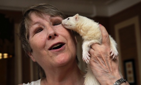 New York pet ferret
