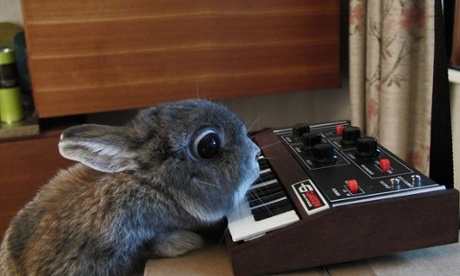 Prog bunny