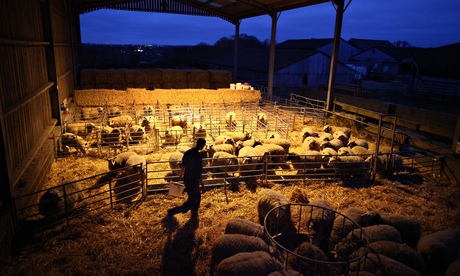 farming uk lambing surrey