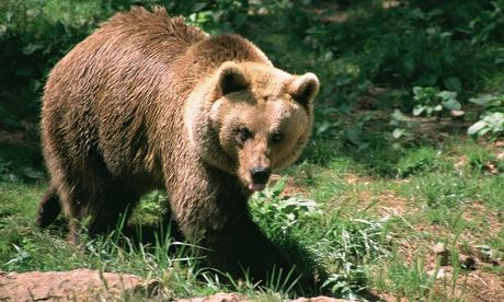 Un orso bruno dei Pirenei.  (Ursus arctos)