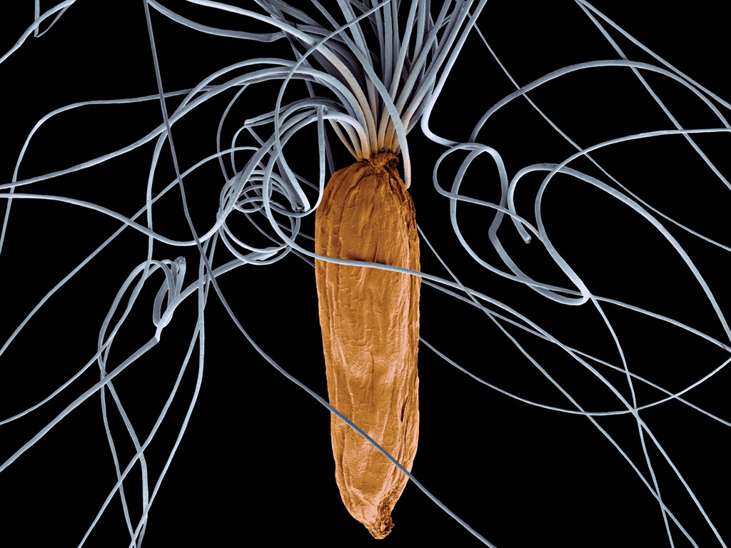 Invisible Garden exhibition at the RHS Hampton Court Palace flower show