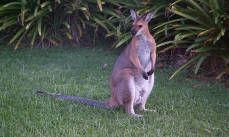 A wallaby comes in the scrounge the scraps left by the chickens